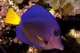 Purple Tang
