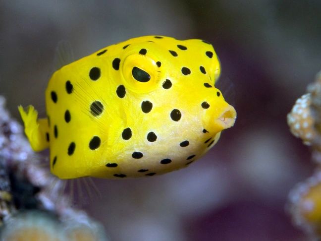 Yellow Boxfish – Beach Girlz Glitter & Treasures Inc