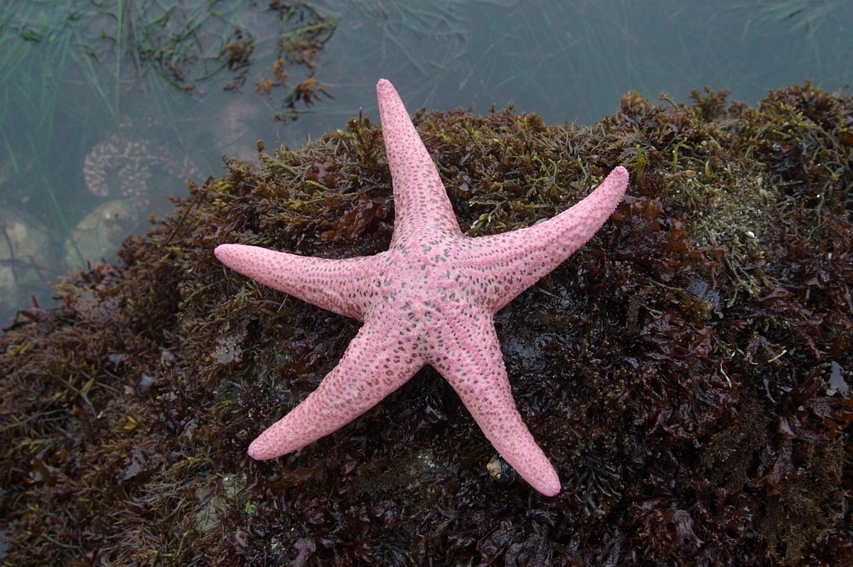 Pink Star Fish – Beach Girlz Glitter & Treasures Inc