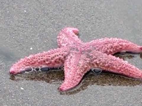 Pink Star Fish