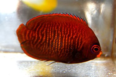 Golden Angelfish